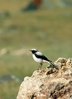 Wheatears: Pied Wheatear