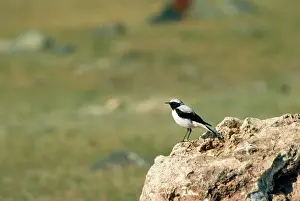 Wheatears: Pied Wheatear