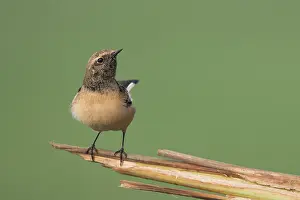 Oenanthe: Pied Wheatear