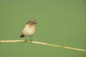 Oenanthe: Pied Wheatear