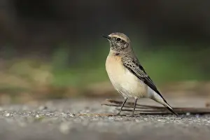 Oenanthe: Pied Wheatear