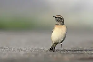 Oenanthe: Pied Wheatear