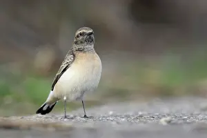 Oenanthe: Pied Wheatear