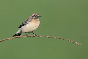 Oenanthe: Pied Wheatear