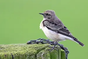 Oenanthe: Pied Wheatear