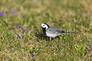 121118: Pied / White Wagtai - feeding on lawn, North Hessen, Germany
