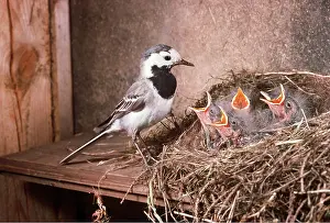 Karin Laub: Pied / White WAGTAIL - with chicks in nest