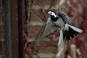 Confronation: Pied / White Wagtail - European race, Displaying