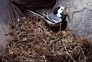 Pied: Pied / White WAGTAIL - female building nest