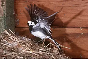 Pied: Pied / White WAGTAIL - female at nest, with wings spread