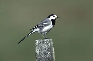 Posts: Pied / White WAGTAIL - on post