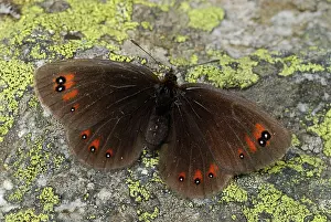 Ringlet: Piedmont Ringlet