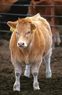 Crossbred: Piedmontese-Hereford crossbred calf