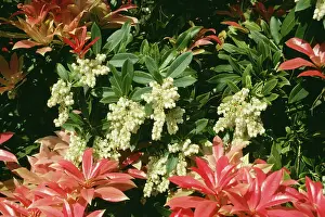 Formosa: Pieris formosa