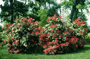 Formosa: Pieris Formosa Forresti