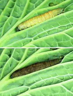Rapae: Pieris rapae Granulovirus
