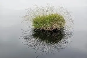 Heide: Pietzmmoor, Schneverdingen, Laneburg Heath nature