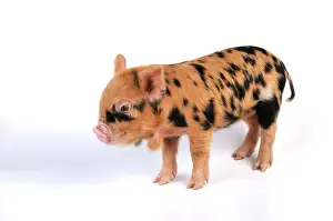 Kune: Pig - 1 week old Kune Kune piglet