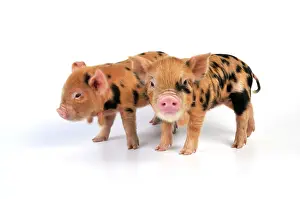 Kune: Pig - 1 week old Kune Kune piglets