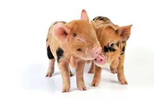 Kune: Pig - 1 week old Kune Kune piglets