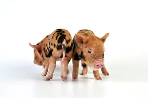 Kune: Pig - 1 week old Kune Kune piglets