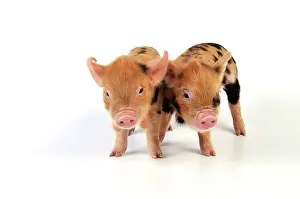 Kune: Pig - 1 week old Kune Kune piglets