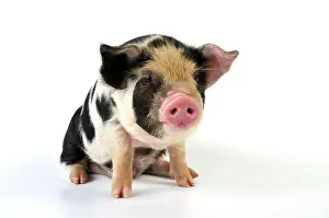 Kune: Pig - 2 week old Kune Kune piglet