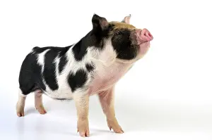 Kune: Pig - 2 week old Kune Kune piglet