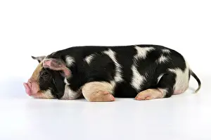Kune: Pig - 2 week old Kune Kune piglet