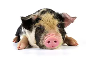 Kune: Pig - 2 week old Kune Kune piglet