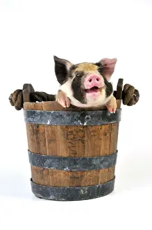 Kune: Pig - 2 week old Kune Kune piglet in bucket with mouth open