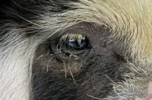 Kune: Pig - 2 week old Kune Kune piglet eye