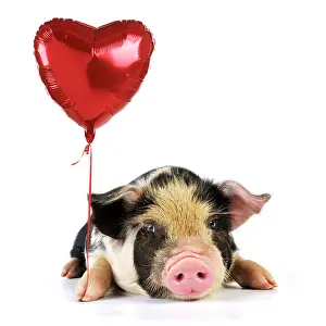 Kune: Pig - 2 week old Kune Kune piglet holding heart
