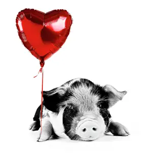 Kune: Pig - 2 week old Kune Kune piglet holding heart