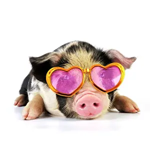 Kune: Pig - 2 week old Kune Kune piglet wearing heart
