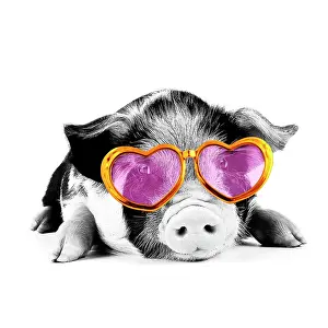 Kune: Pig - 2 week old Kune Kune piglet wearing heart