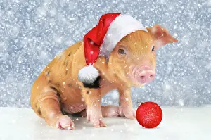 Gloucester: Pig - 2 week old Oxford sandy & black piglet in snow