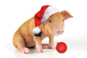 Gloucester: Pig - 2 week old Oxford sandy & black piglet wearing