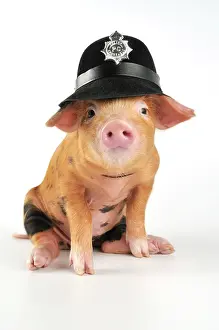 Dressed: Pig - 2 week old Oxford sandy & black piglet wearing