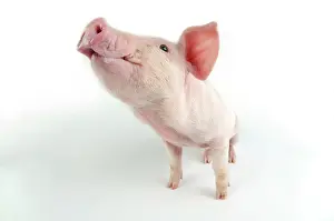 Landrace: Pig