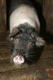 Rumania: Pig barn Apuseni Mountains Romania