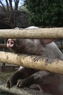 Corral: Pig behind a barrier France