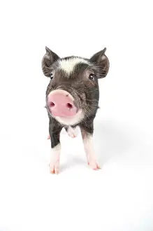 Berkshires: Pig. Berkshire piglet