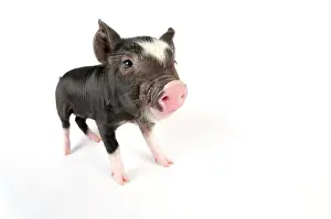 Berkshires: Pig. Berkshire piglet