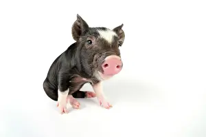 Berkshires: Pig. Berkshire piglet