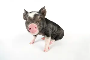 Berkshires: Pig. Berkshire piglet
