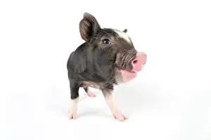 Berkshires: Pig. Berkshire piglet