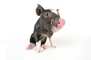 Berkshires: Pig. Berkshire piglet