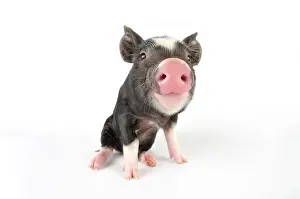 Berkshires: Pig. Berkshire piglet