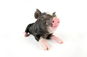Berkshires: Pig. Berkshire piglet